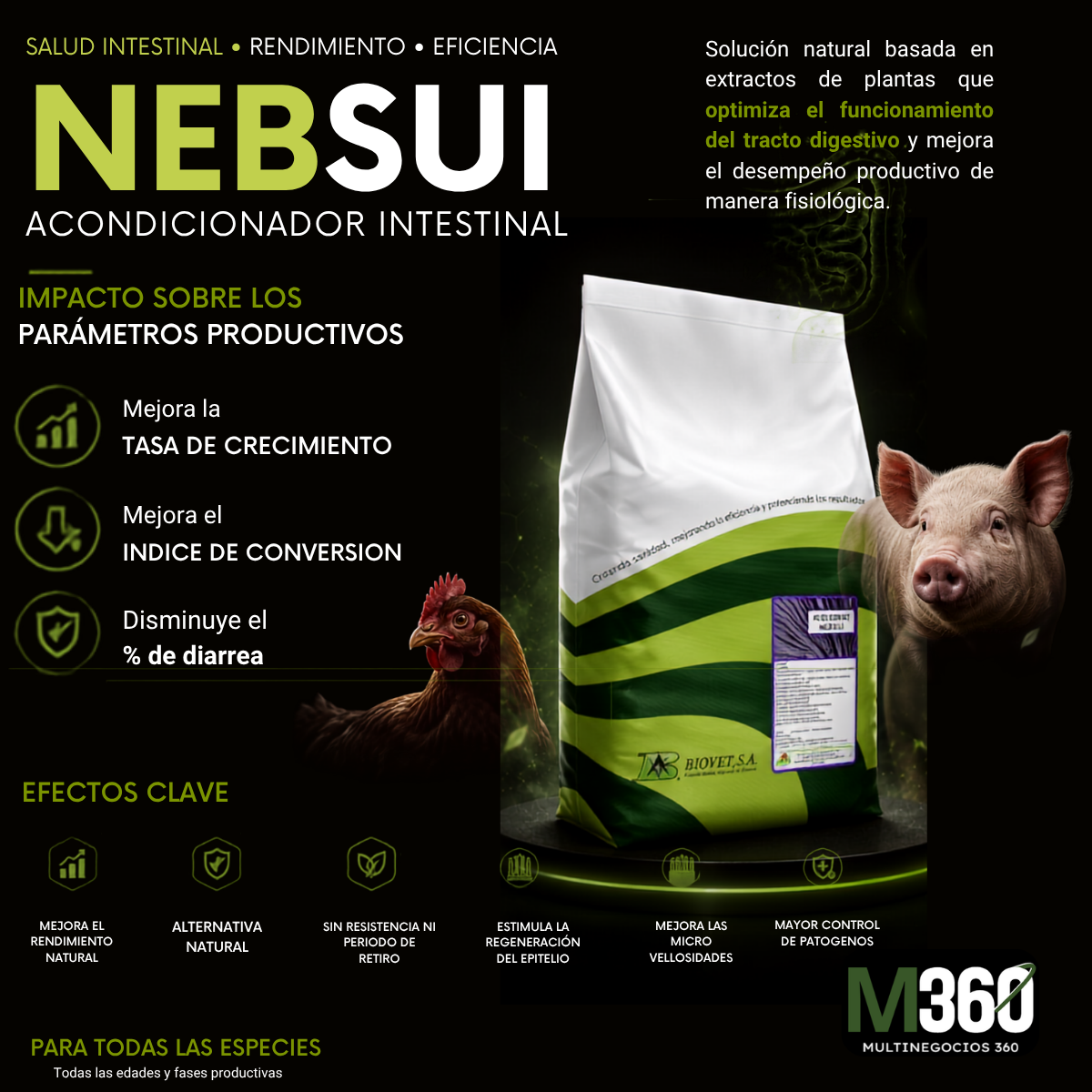 Nebsui