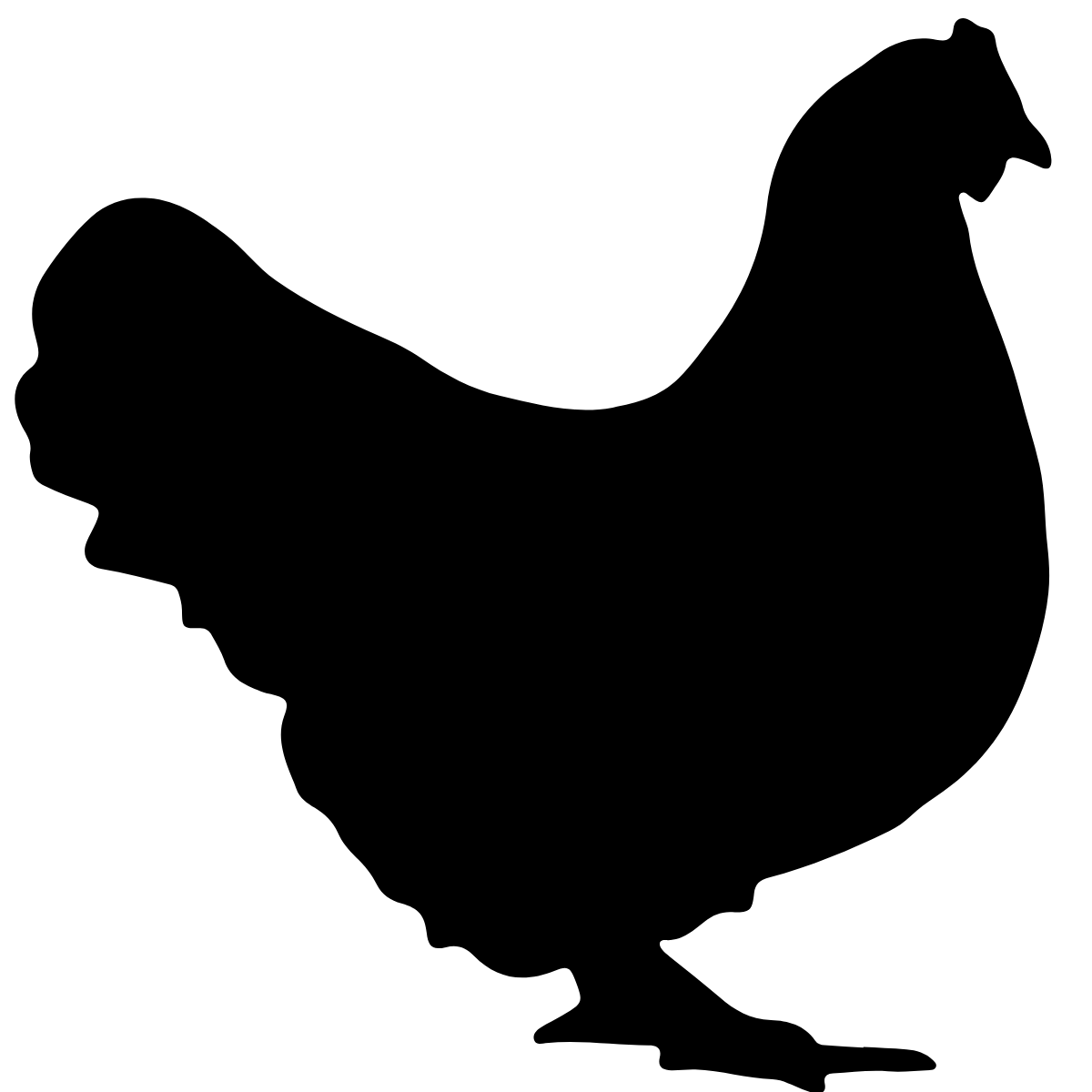 Pollo