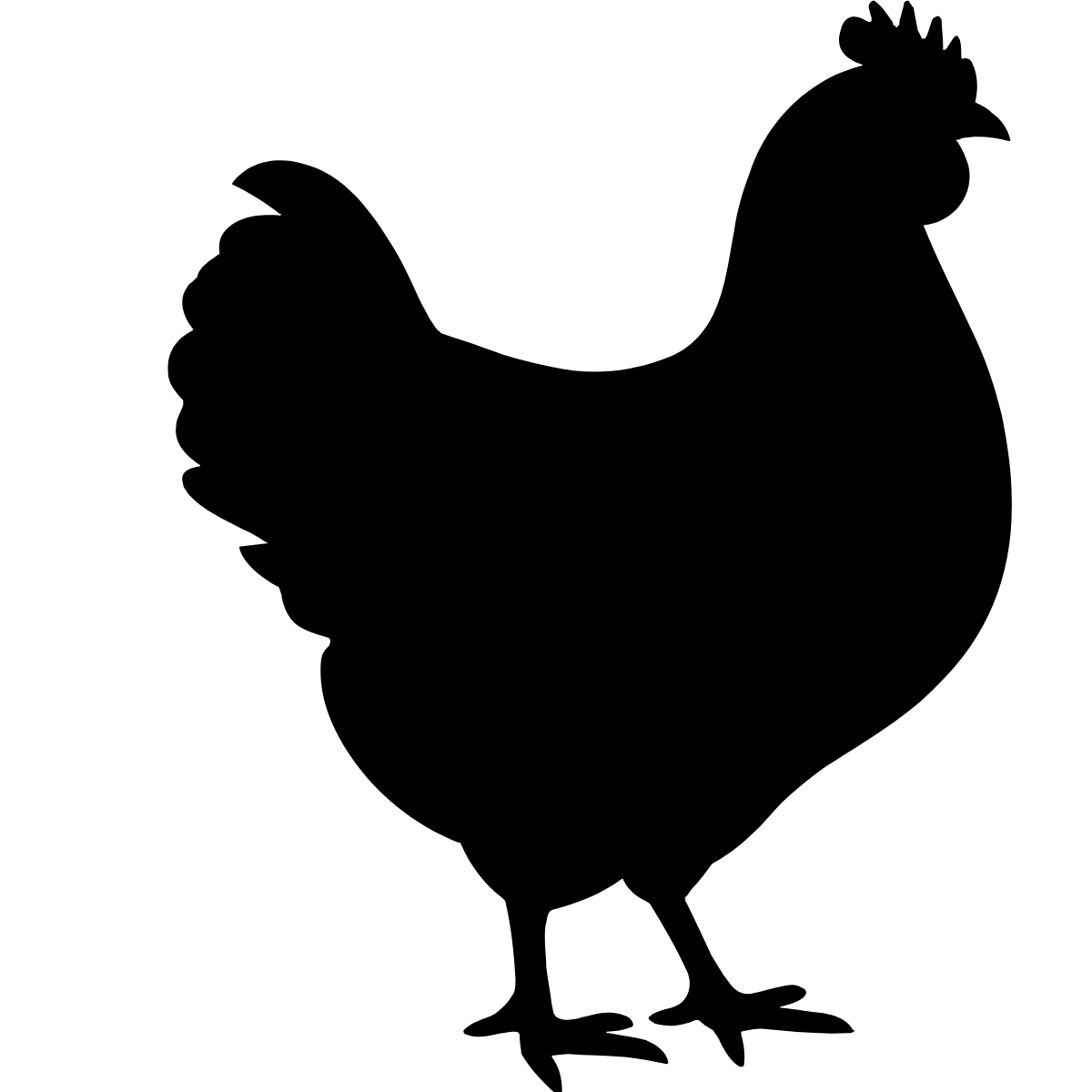 Gallina